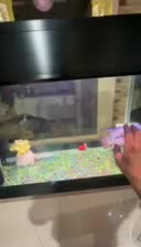 فلاور تایلندی بیگ هدنر|ماهی|تهران, حکیمیه|دیوار