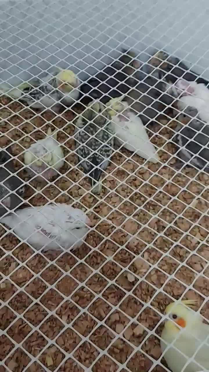 جوجه عروس هلندی|پرنده|دامغان, |دیوار