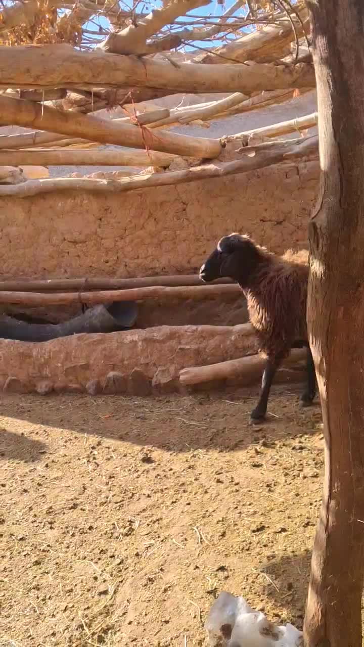 ۴ راس قوچ و بره قوچی|حیوانات مزرعه|تربتحیدریه, پائین ولایت|دیوار