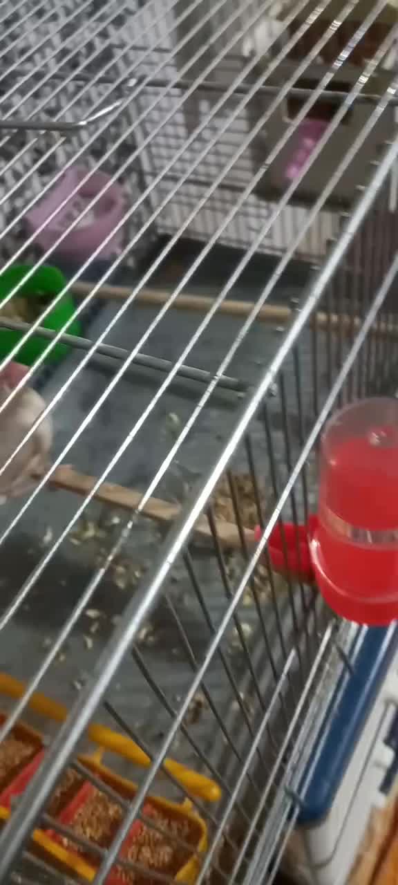 فنچ نرگسی شکلاتی با تخم و فنچ معمولی|پرنده|وحیدیه, |دیوار