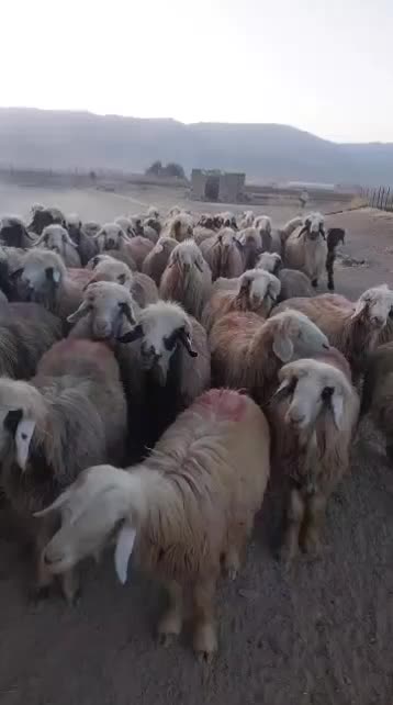 میش بختیاری|حیوانات مزرعه|خانمیرزا, |دیوار