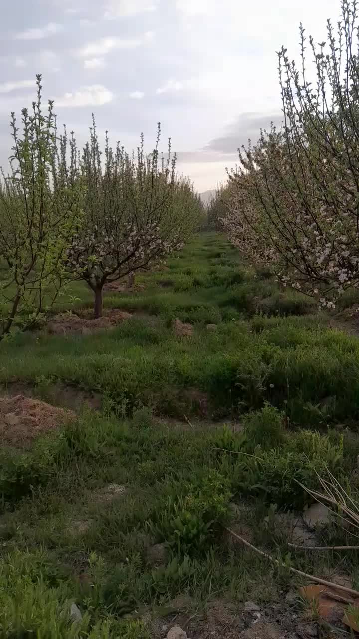 تهران فیروزکوه زمین کشاورزی وباغ|فروش زمین و ملک کلنگی|فیروزکوه, |دیوار