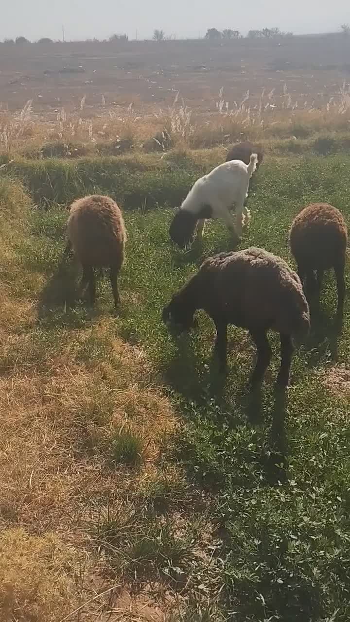 55راس گوسفند،میش بره دار،بره نر و ماده،فروش فوری|حیوانات مزرعه|تاکستان, |دیوار