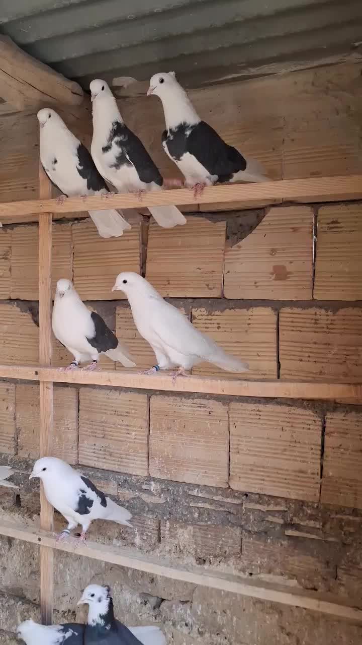 کبوتر اصیل کاشان|پرنده|چهاردانگه (تهران), |دیوار