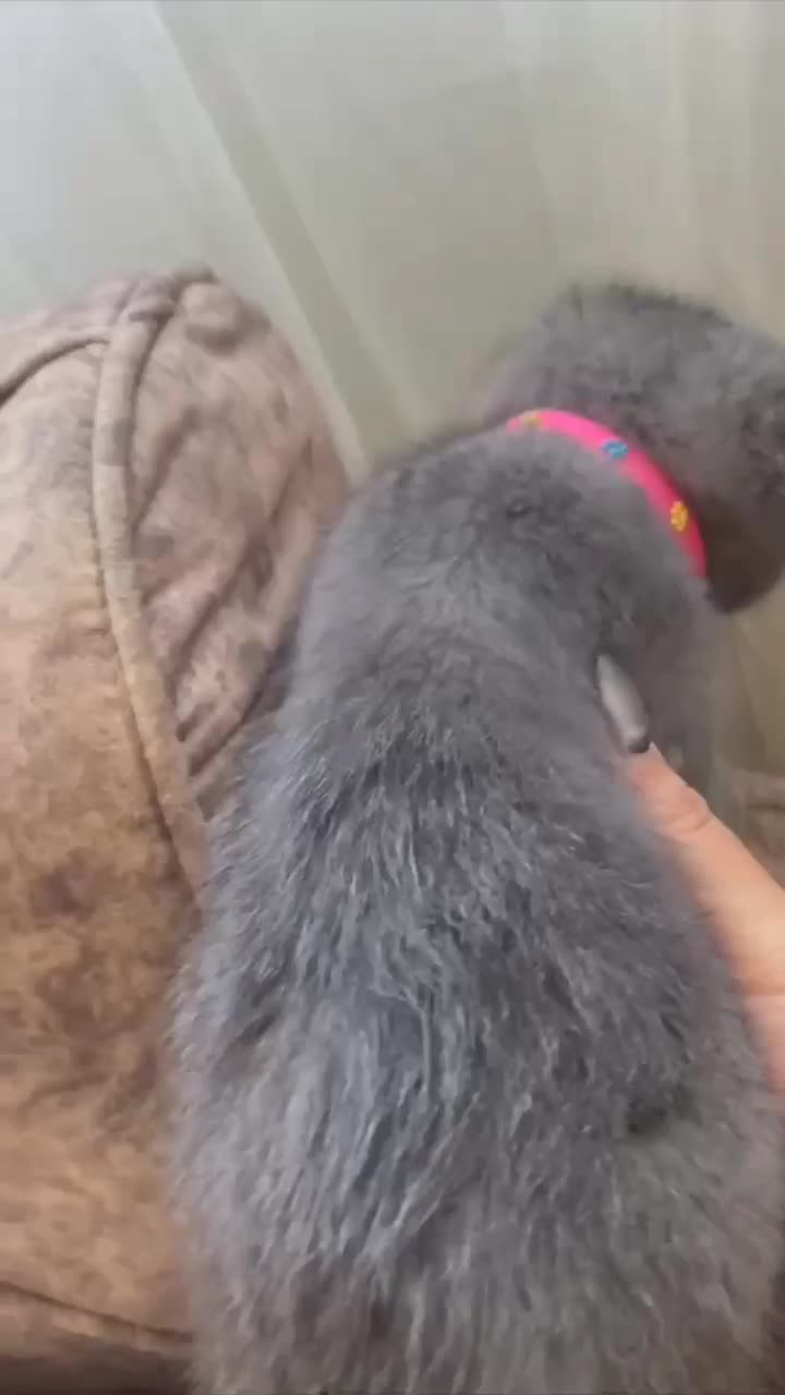 همدم مهربون و ملوس (اسکاتیش)|گربه|قائمشهر, |دیوار