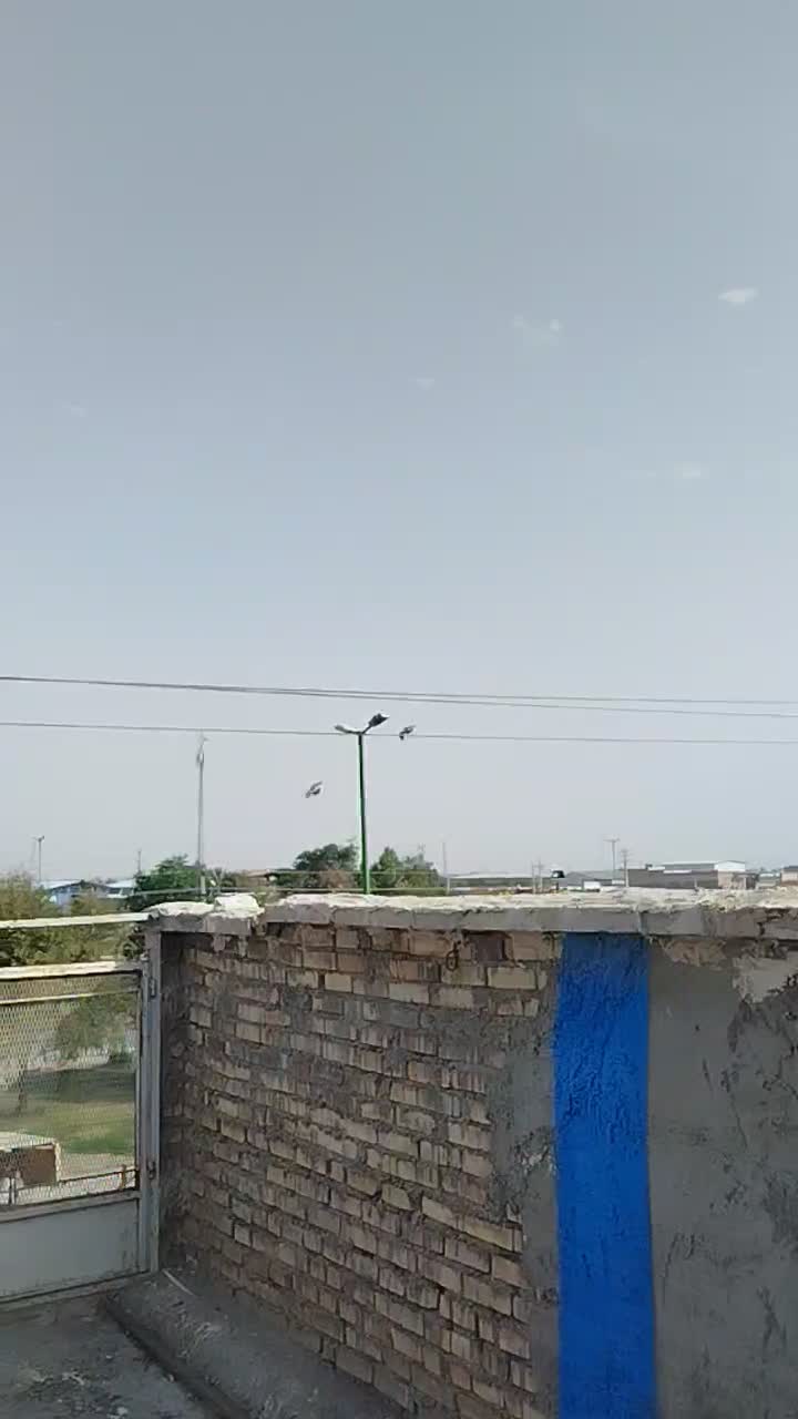 پلاکی|پرنده|باوی, |دیوار