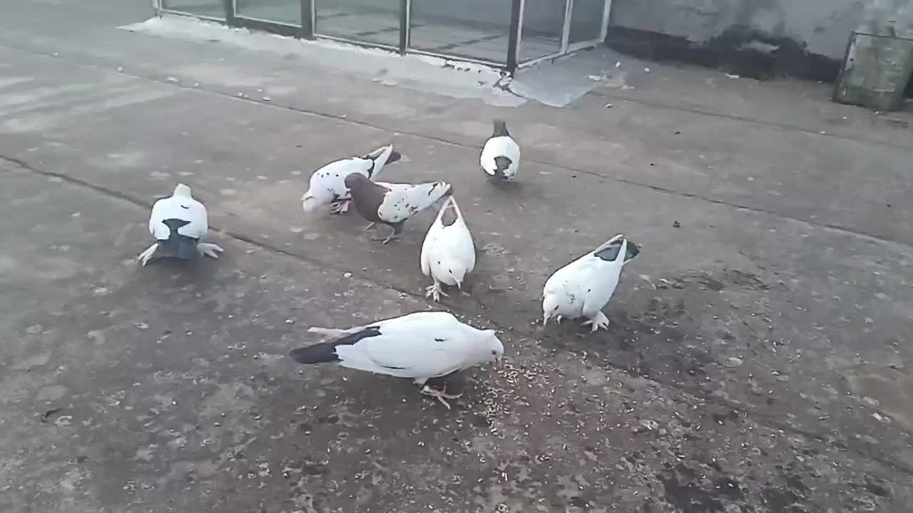 دمسیاه چینی و سینه|پرنده|تربت‌حیدریه, منصوریه|دیوار