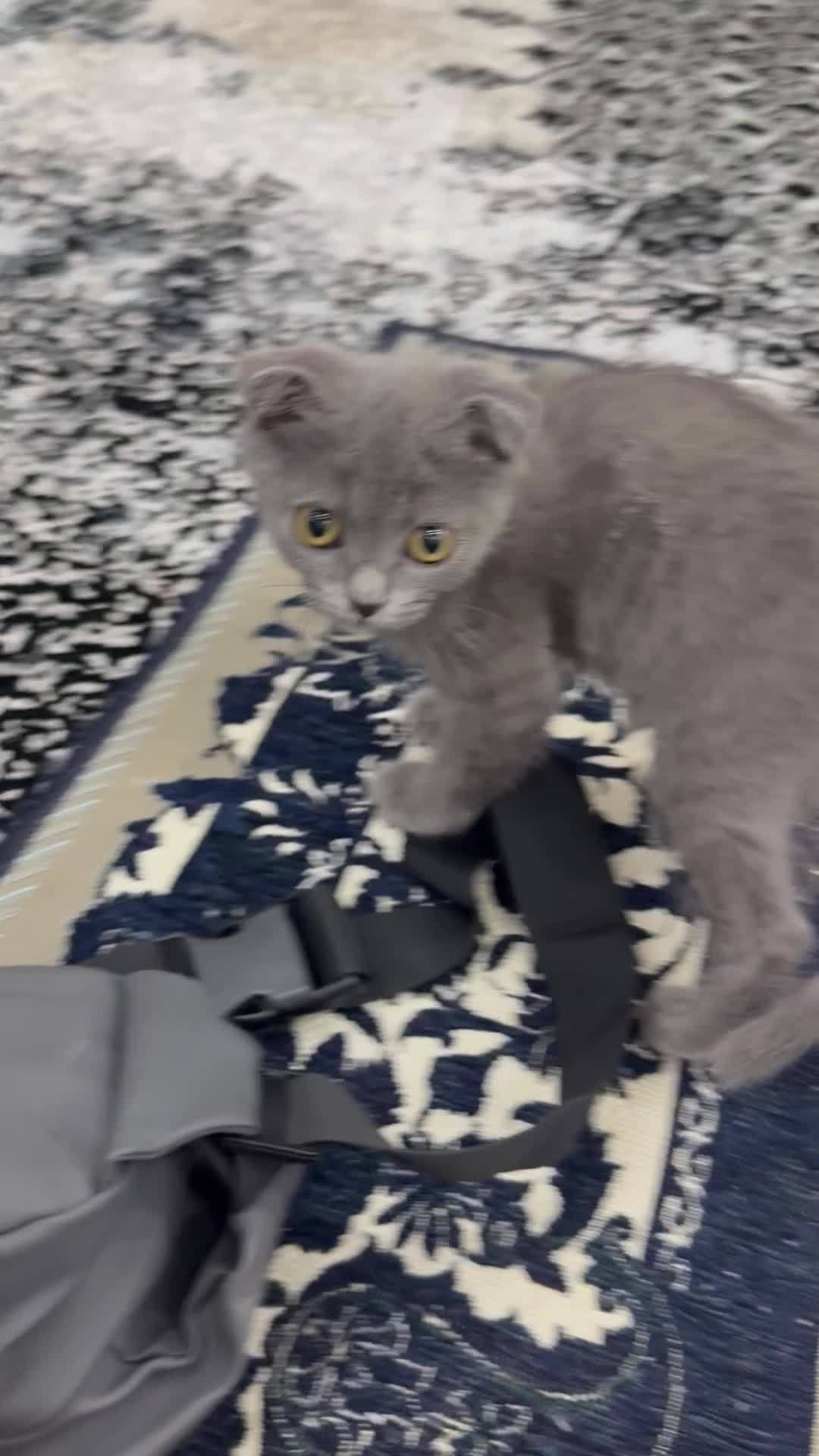 اسکاتیش. دونیم ماهه|گربه|قم, زنبیل آباد|دیوار