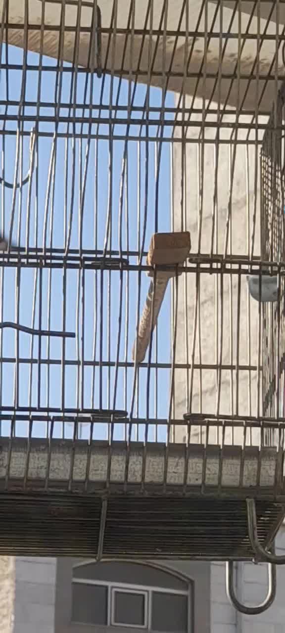 سهره دورگ دست آموز بخان بافیلم بروز|پرنده|تبریز, |دیوار