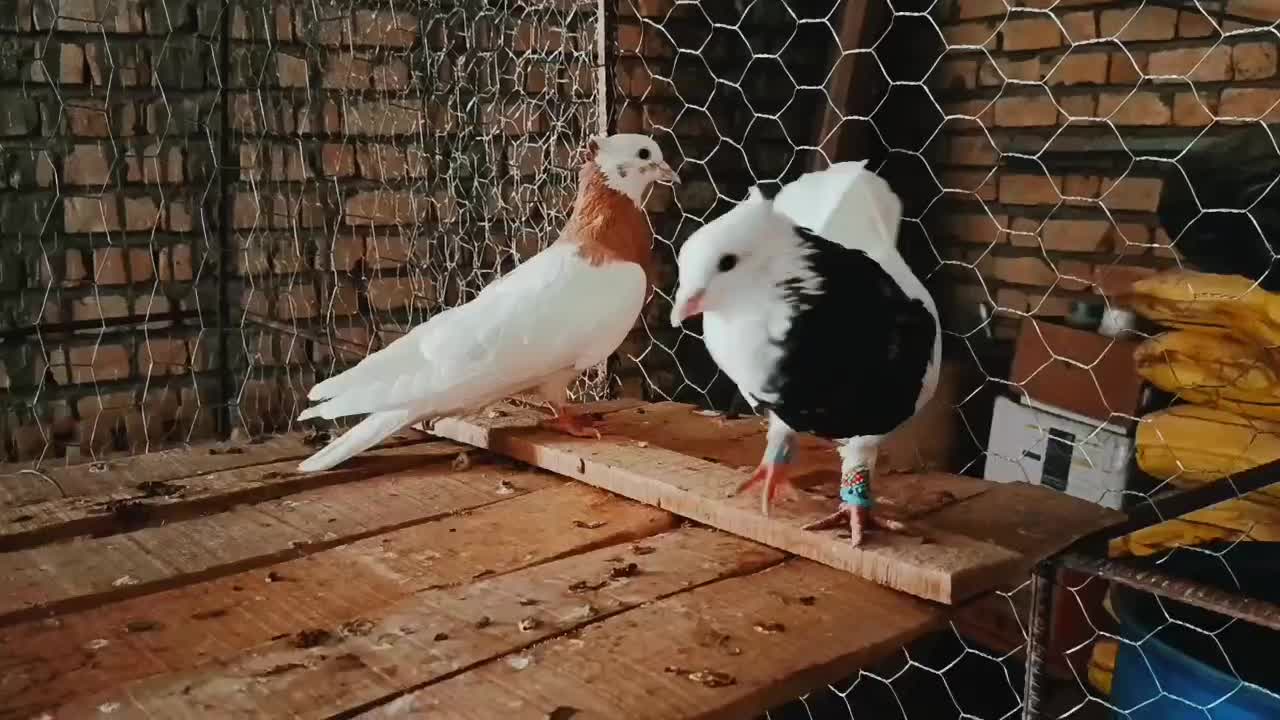 چند عدد طوق سرور عتیقه|پرنده|درودزن, |دیوار