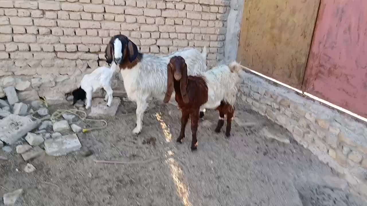 بزغاله پاکستان اصل۱۰م بزکول شیری بزغاله ماده۱۳۵۰۰م|حیوانات مزرعه|بجنورد, |دیوار