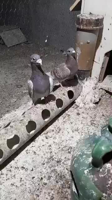 کبوتر|پرنده|جهرم, |دیوار