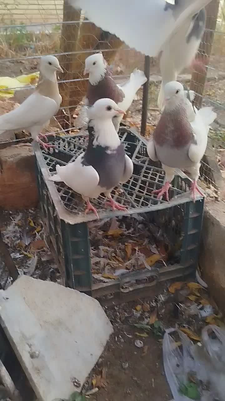 چپ زرد|پرنده|سبزوار, علمدار|دیوار