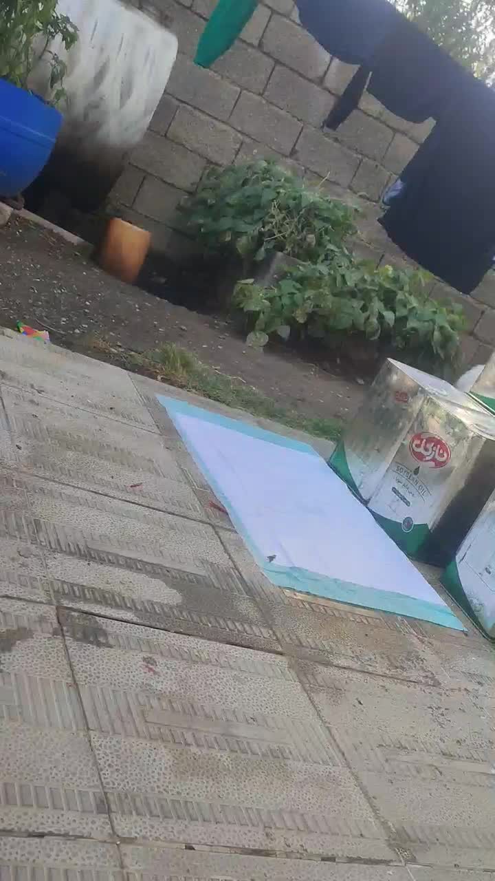 سگ خانگی نژاد ترییِر|سگ|سیلوانه, |دیوار