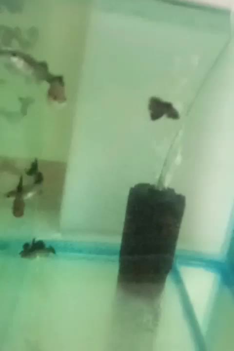 9تاماهی گوپی فول بلک گرید بالا|ماهی|تهران, والفجر (افسریه)|دیوار