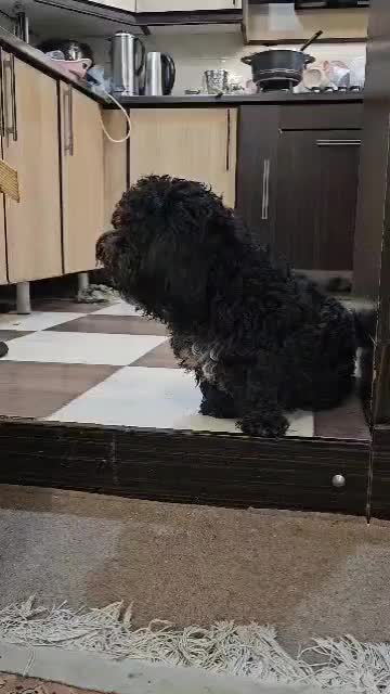 واگذاری سگ|سگ|دزفول, |دیوار