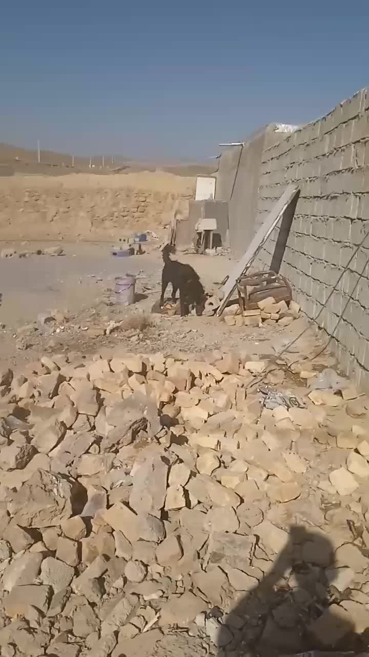 سگ گله|سگ|خوانسار, |دیوار