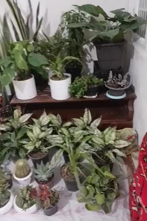 فروش گل پتوس آپارتمانی|گل و گیاه طبیعی|مشهد, انصار|دیوار