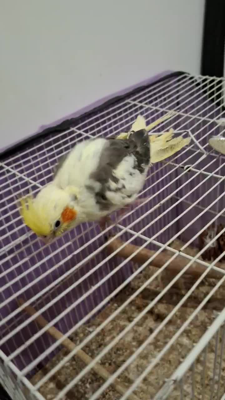 عروس هلندی پروانه|پرنده|تربت‌حیدریه, رضاشهر|دیوار