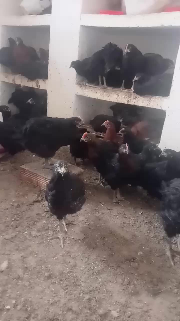 جوجه مرغ|حیوانات مزرعه|نیشابور, فضل|دیوار