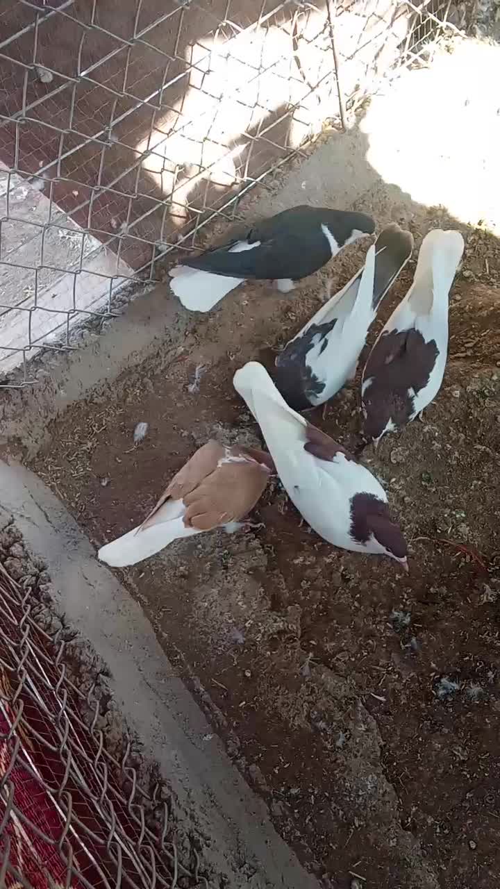 کبوتر|پرنده|اقبالیه, |دیوار