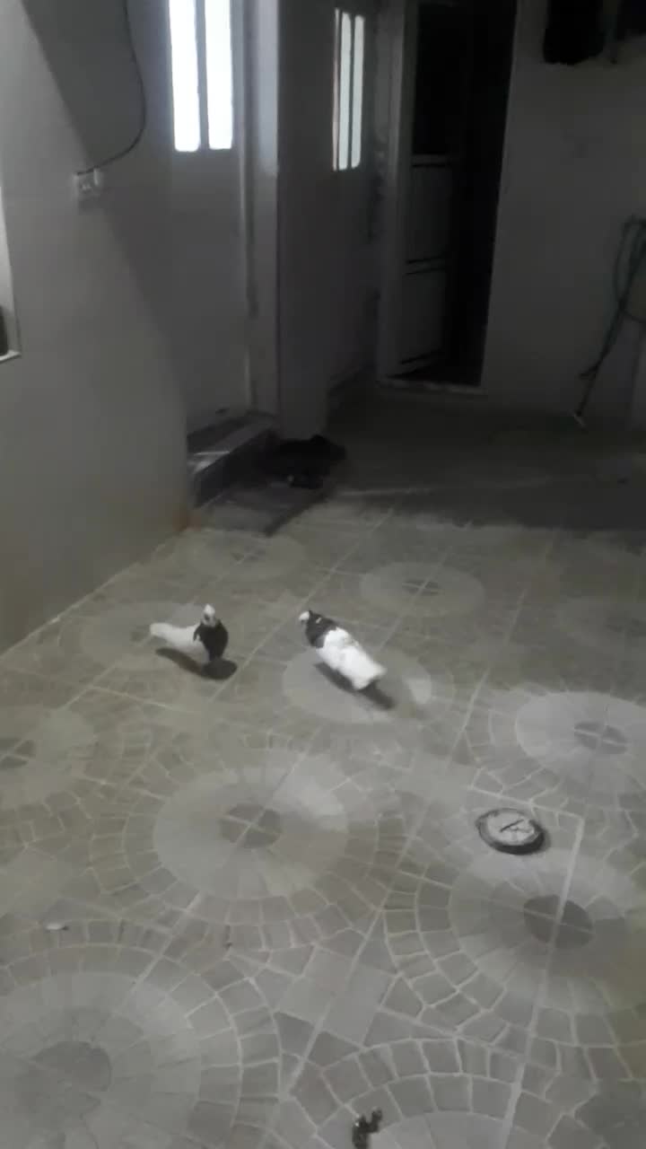 طوق سه بر معاوضه|پرنده|مرودشت, ثبت احوال|دیوار