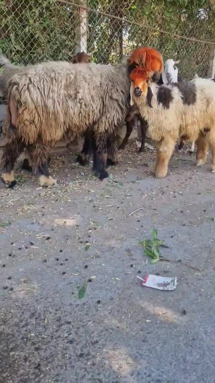 میش وبره ماده اصلی|حیوانات مزرعه|شوشتر, |دیوار