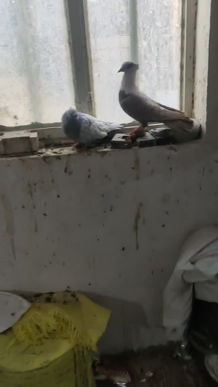 کفتر|پرنده|شیراز, شهرک بهشتی|دیوار
