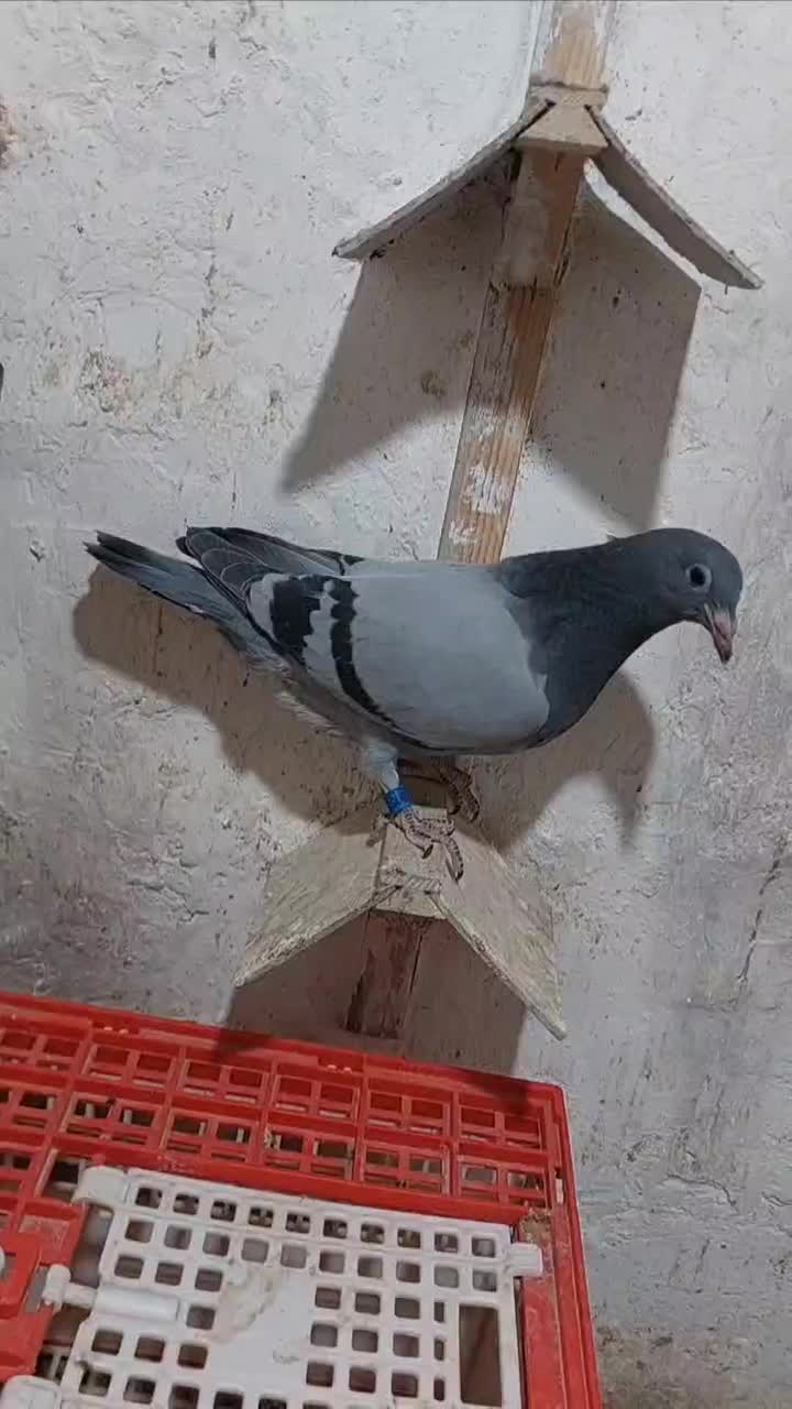 جوجه پلاکی مسافتی|پرنده|مشهد, امیریه|دیوار