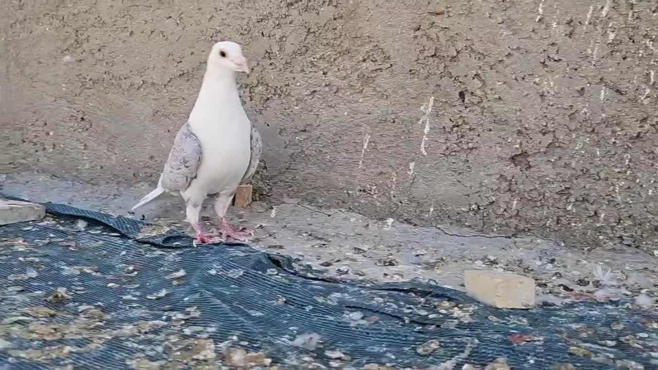 پشت طاوسی نر|پرنده|شیراز, کرونی(خاتونک)|دیوار