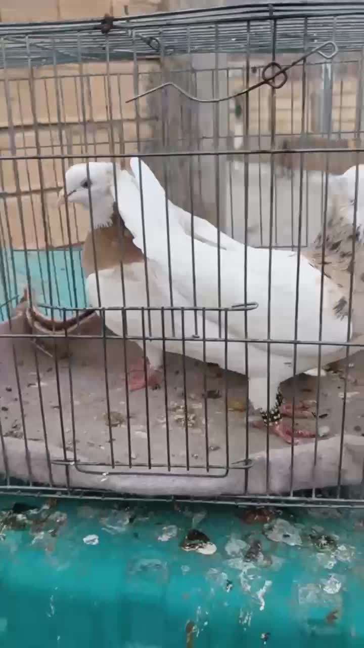 14 تاطوقی سرحال|پرنده|خانمیرزا, |دیوار