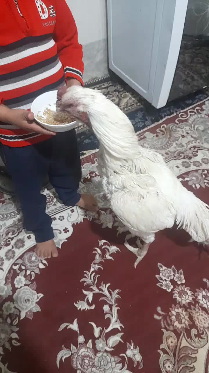 خروس لاری دوسال|حیوانات مزرعه|تفت, |دیوار