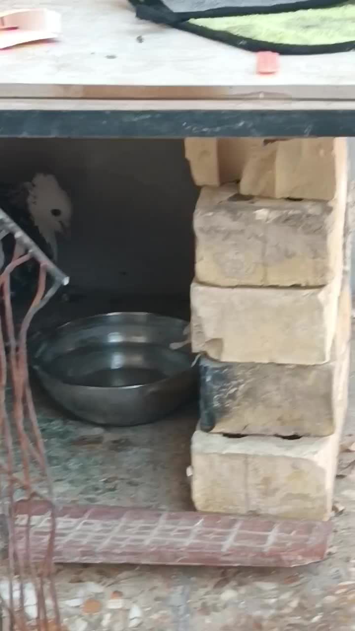 طوقی هفت رنگ نر|پرنده|اهواز, شهرک اندیشه|دیوار