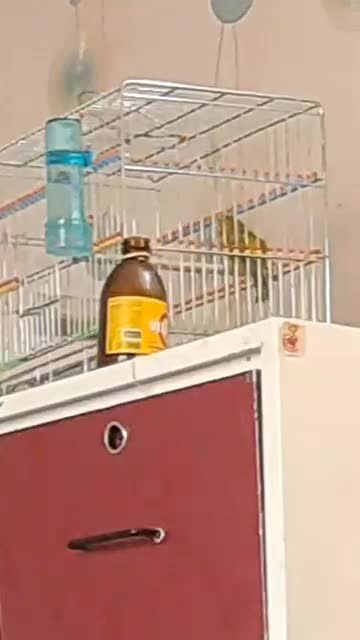 قناری نر سبز بخونه و گلبسر بخون|پرنده|کرمان, |دیوار