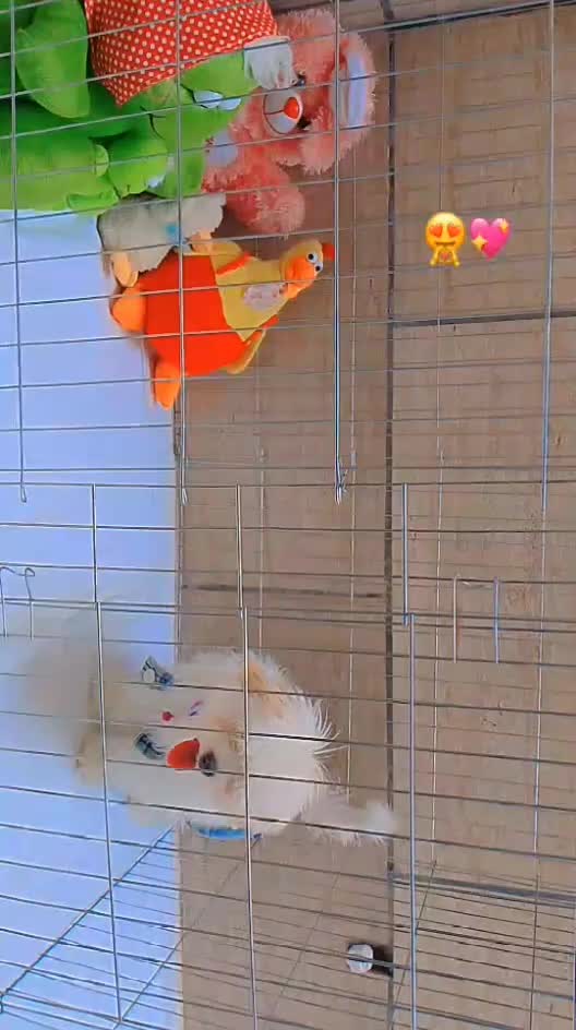 سگ بامزه|سگ|قم, شاه ابراهیم|دیوار