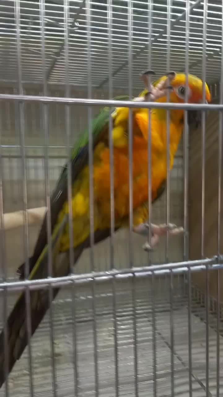 خورشیدی نر جوانه|پرنده|اردکان, |دیوار