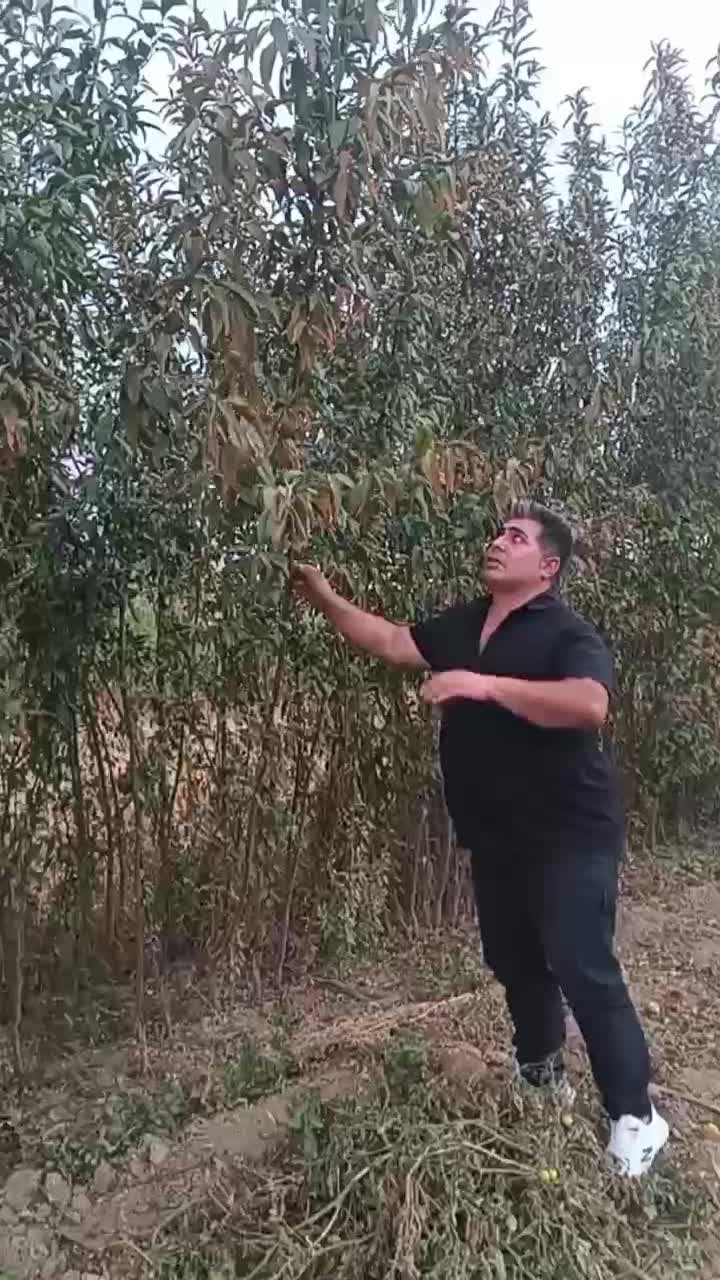 فروش نهال صنوبر درجه ۱ ترکیه|خدمات باغبانی و درختکاری|طاغنکوه, |دیوار