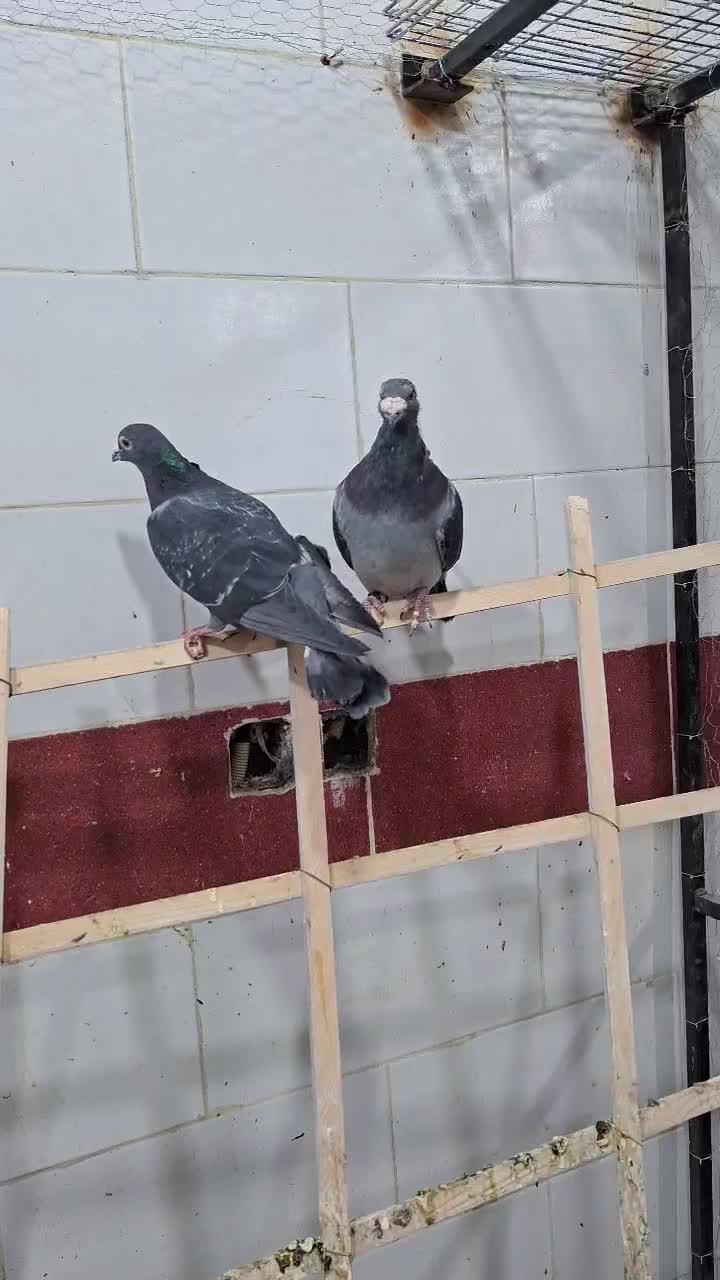 کفتر پلاکی جدید رسید|پرنده|یزد, |دیوار