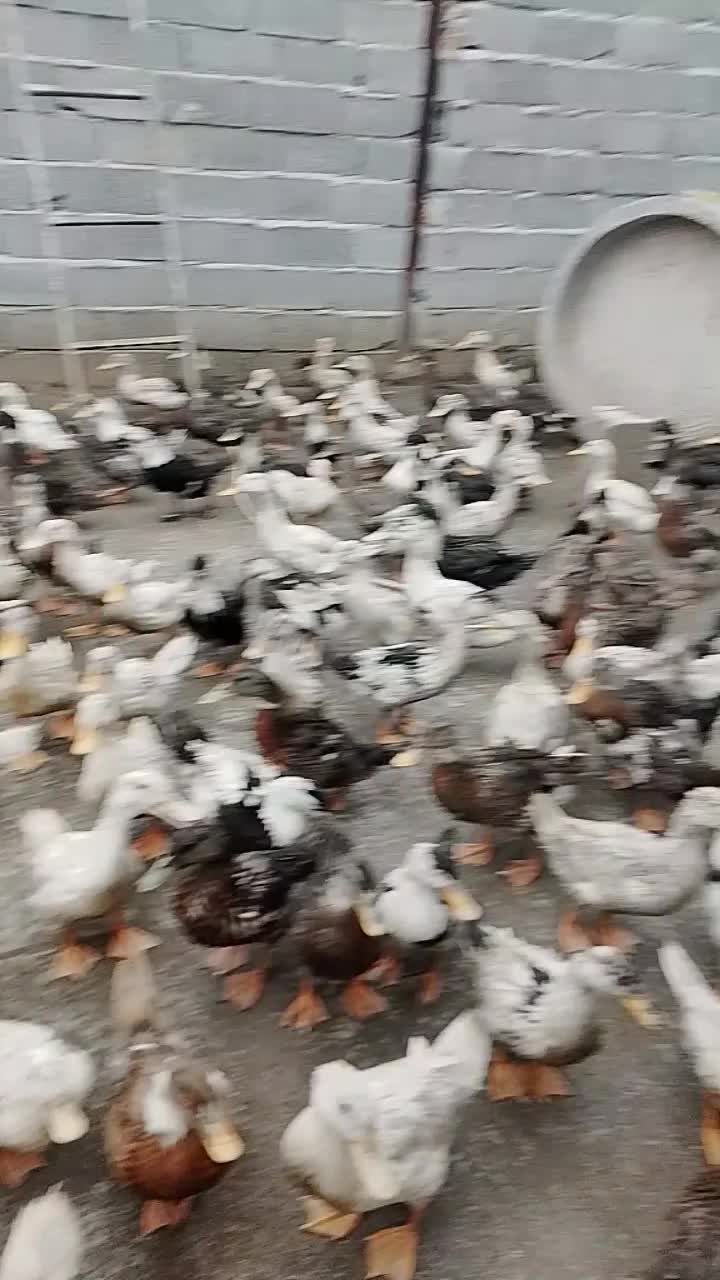 اردک ورامینی جوان و اردک خارجی های ماده|حیوانات مزرعه|گرگان, |دیوار