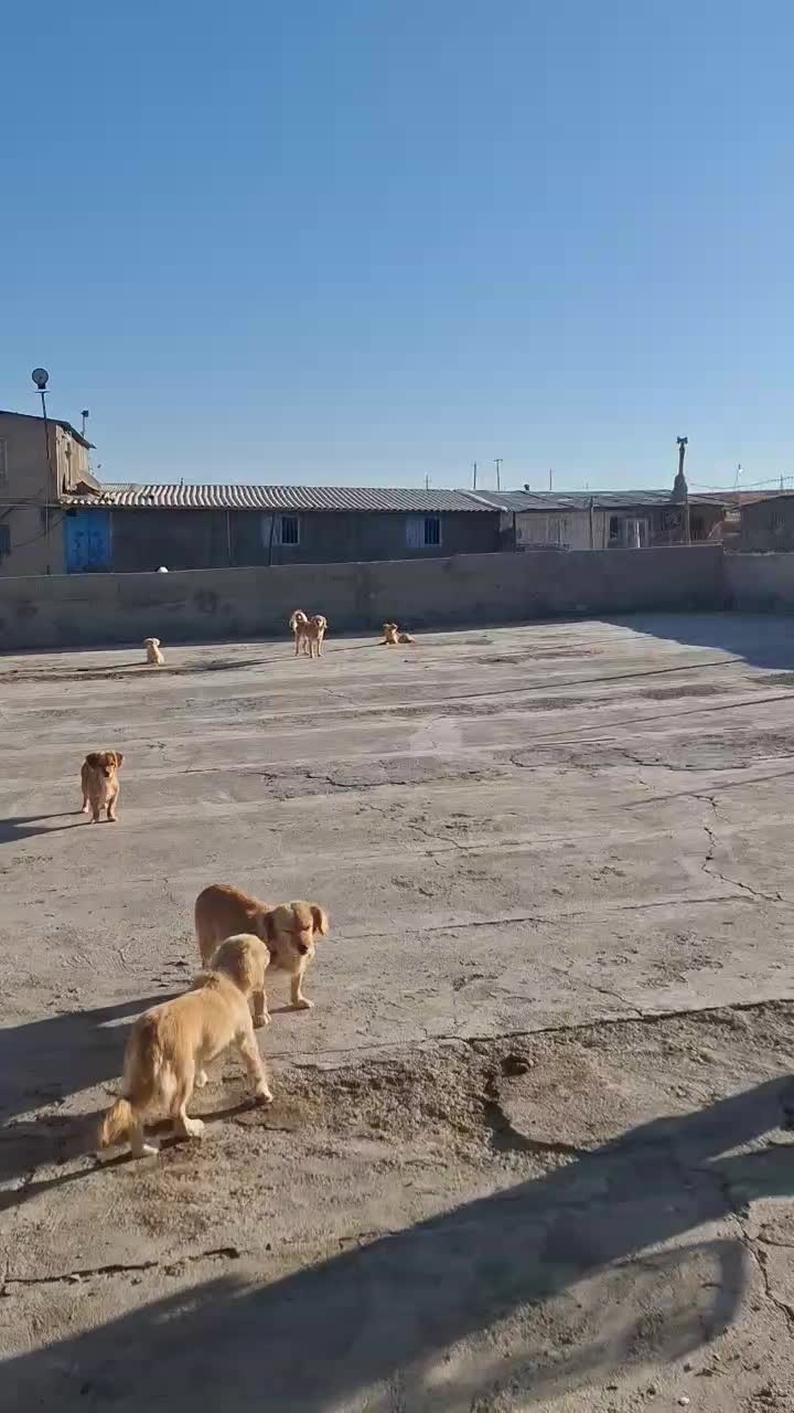 فروش توله سگ‌ اشپیتز|سگ|تهران, پونک|دیوار