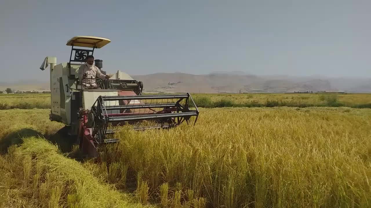 شهر برنج وچای اصیل|خوردنی و آشامیدنی|اراک, |دیوار