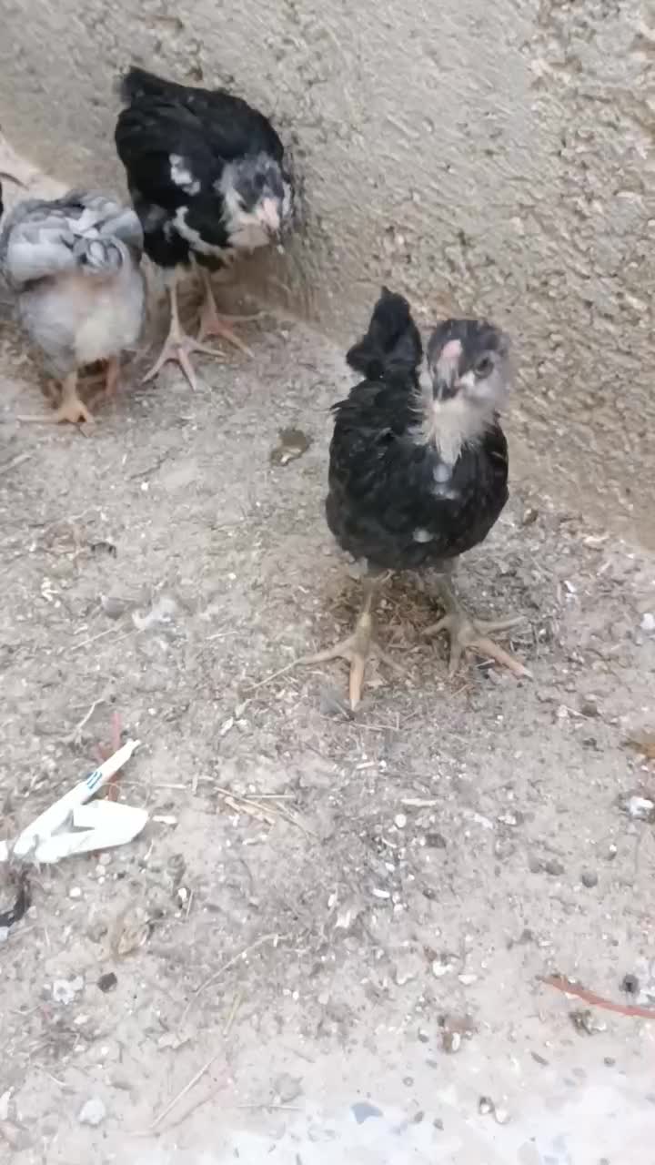 جوجه گلین|حیوانات مزرعه|خورموج, |دیوار