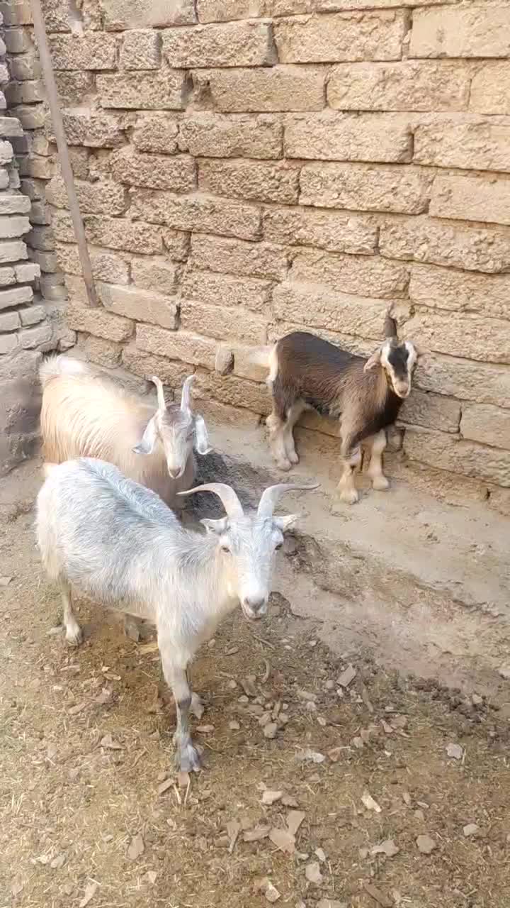 بز بزغاله بزماده بزنر بره میش قوچ|حیوانات مزرعه|ابریشم, |دیوار