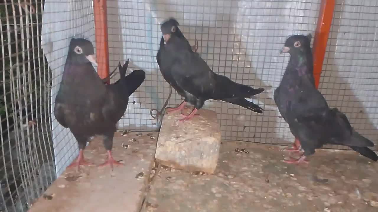 جفت دم چتری . طوقی|پرنده|مهر, |دیوار