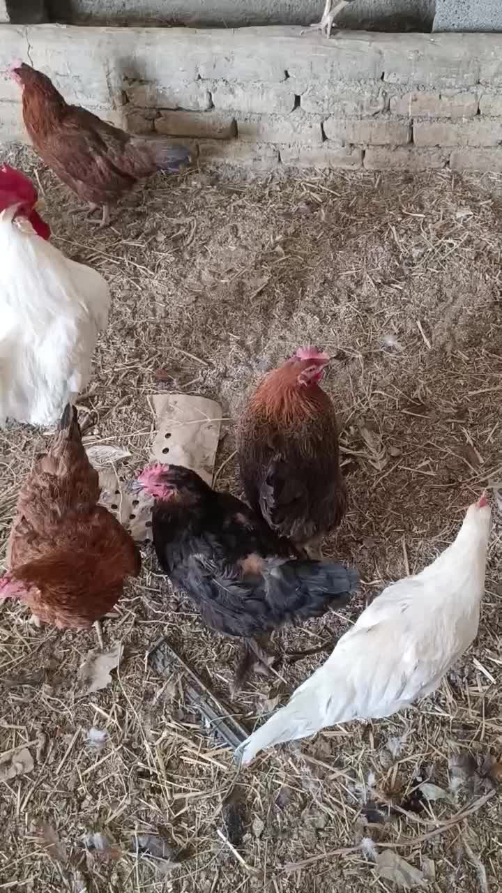 مرغ تخم گذار محلی گلپایگان|حیوانات مزرعه|کوهسار (البرز), |دیوار