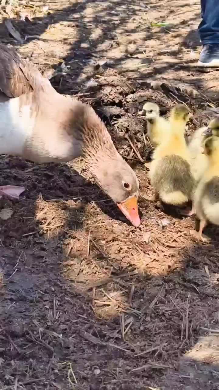 غاز|حیوانات مزرعه|همدان, |دیوار