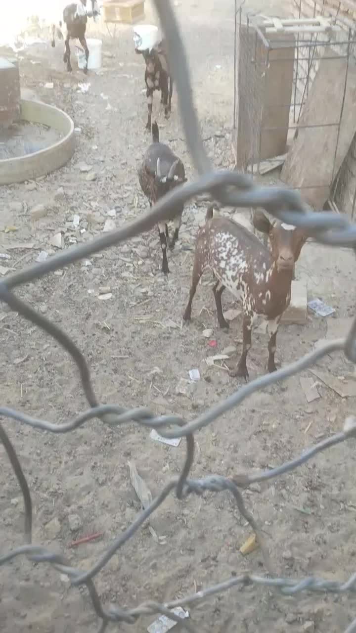 بز چینی|حیوانات مزرعه|جزنیک, |دیوار