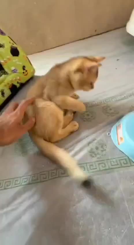 گوربه گربه بریتیش آرام|گربه|بوشهر, |دیوار