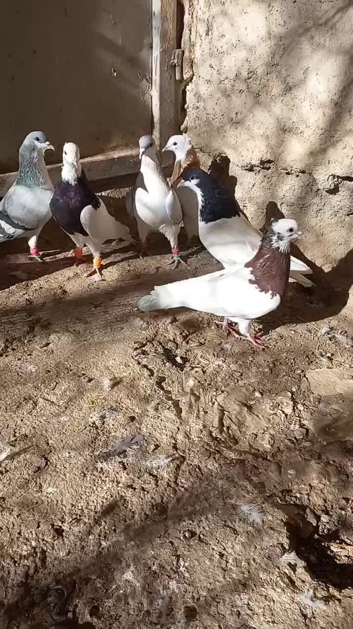 کبوتر رنگی|پرنده|ضیاء آباد, |دیوار