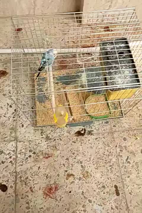 مرغ عشق ماده|پرنده|فسا, |دیوار